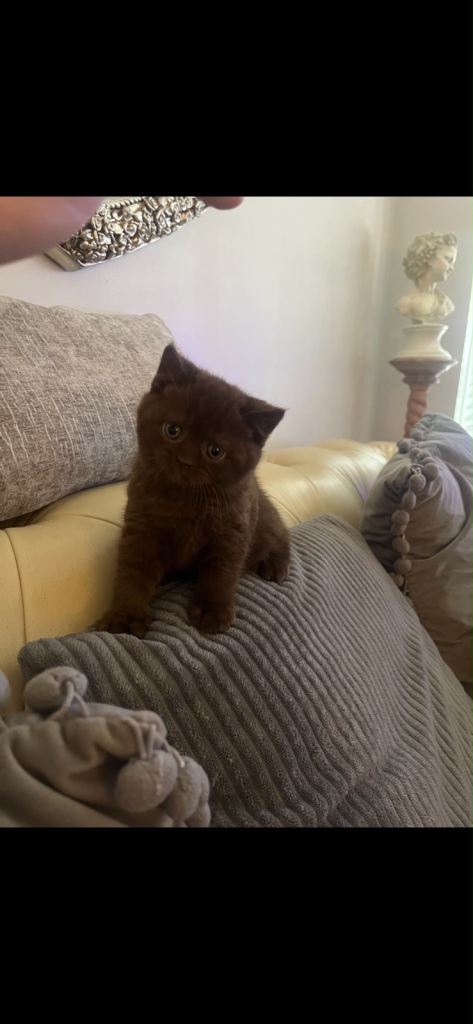 Full British pedigree boy. 