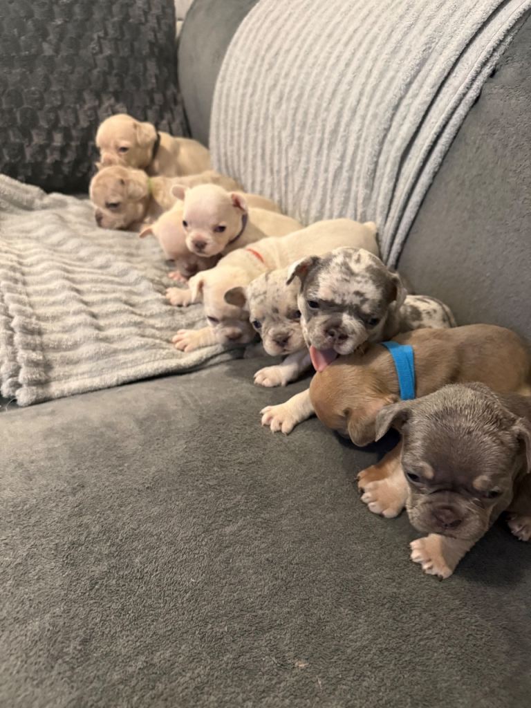 Gorgeous French Bulldog Puppies – Looking for Their Forever Homes 