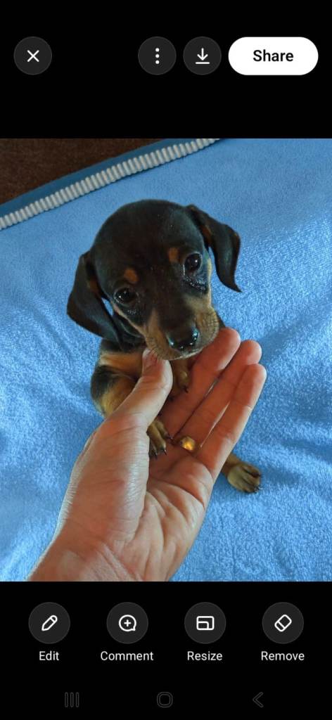 Dachund pups