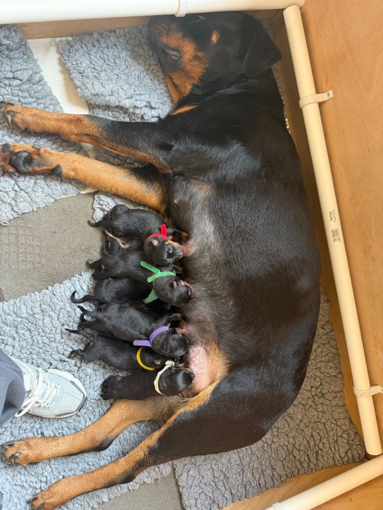 Chunky Rottweiler puppies 