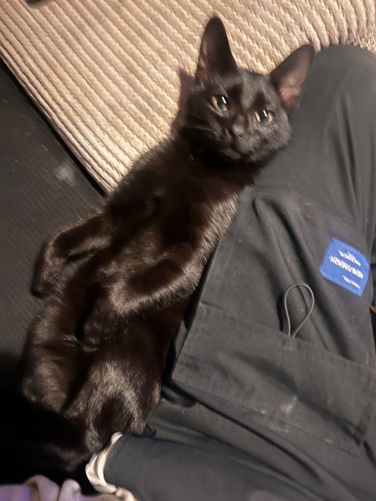 Black Cat needs new home