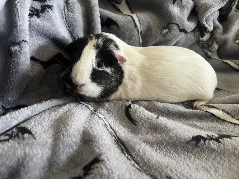 Coconut - 4 year old female guinea pig