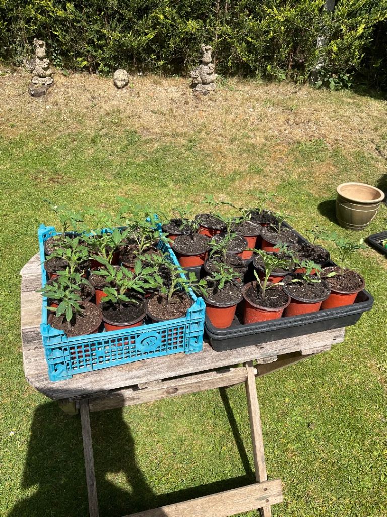 Tomato Plants (Money Maker Variety)
