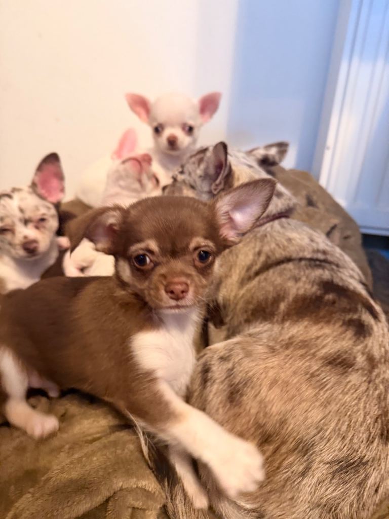 CHIHUAHUA PUPPIES!!