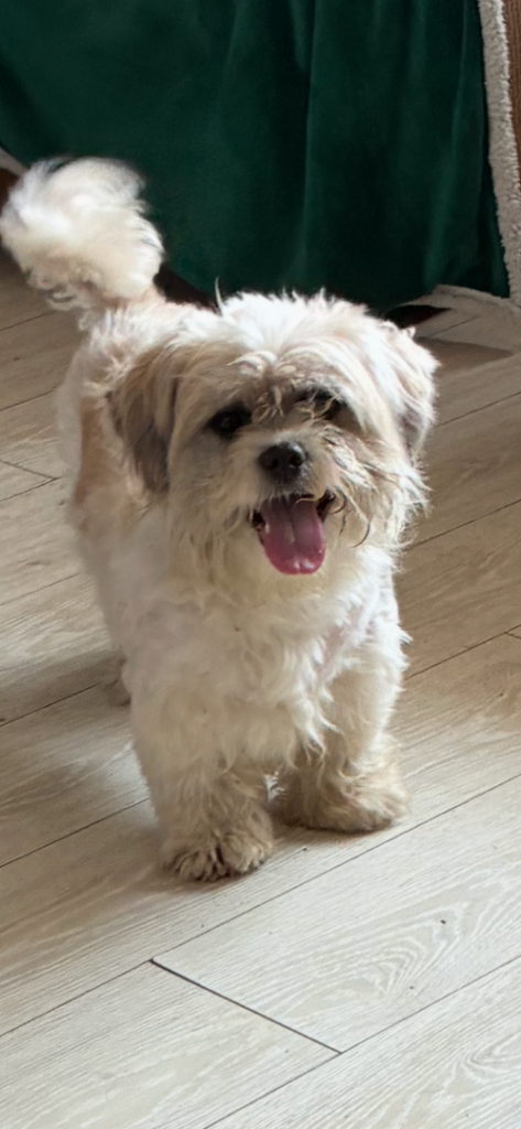 Shih Tzu dogs