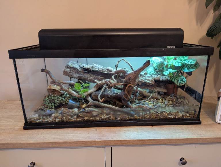 Reptile/spider/frog enclosure with plants, lighting hood, pump and accessories 