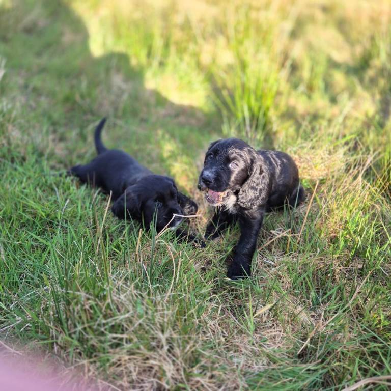 Cocker spaniel female pup