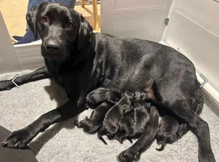 KC Registered Black Labrador Puppies For Sale