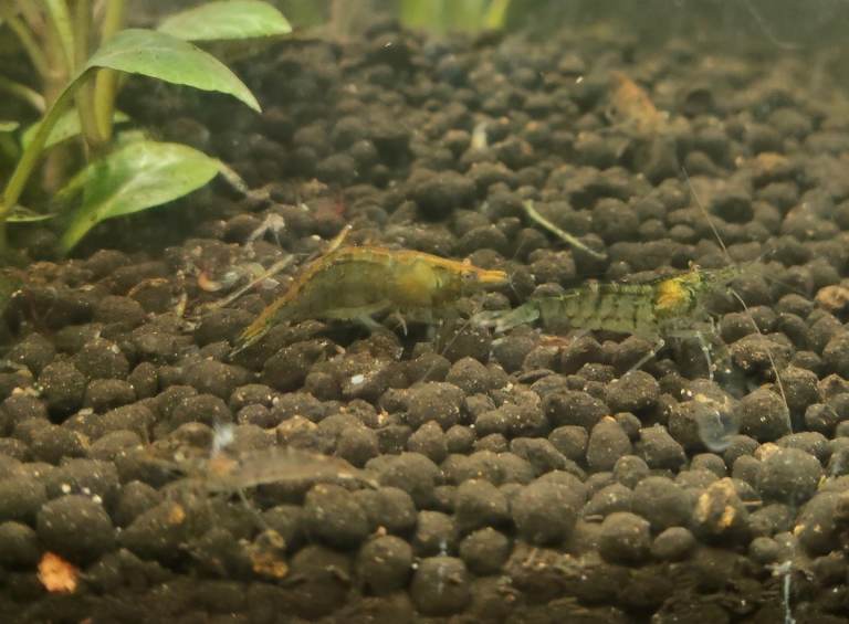 Wild Cherry Shrimp for sale