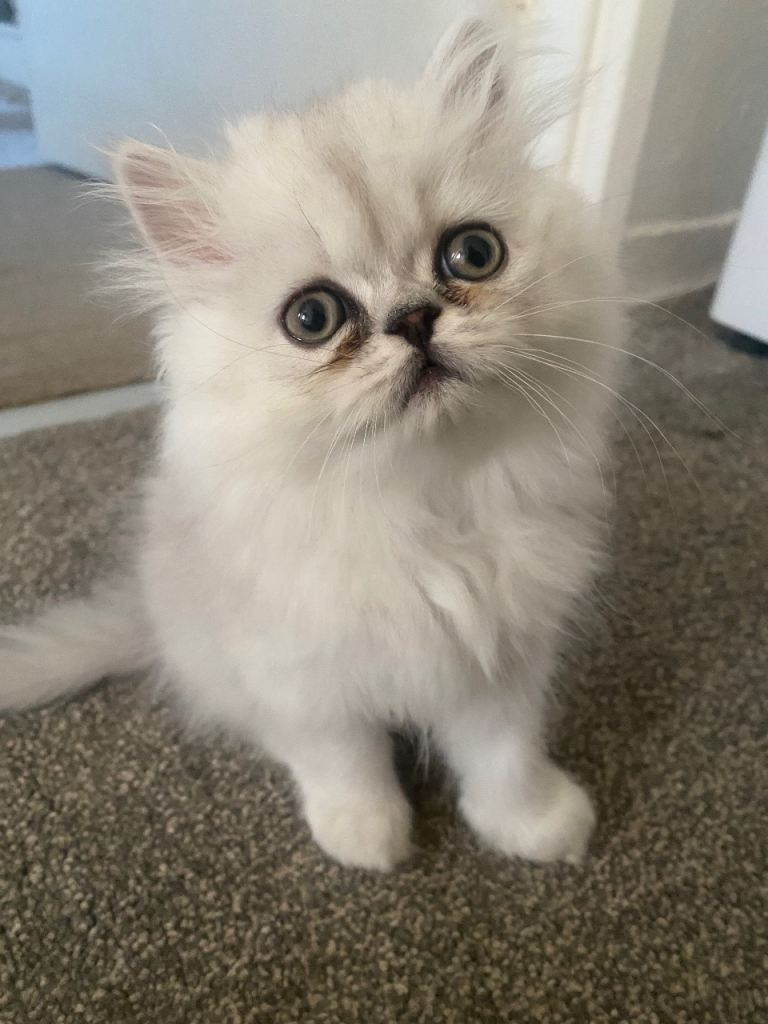Persian kittens