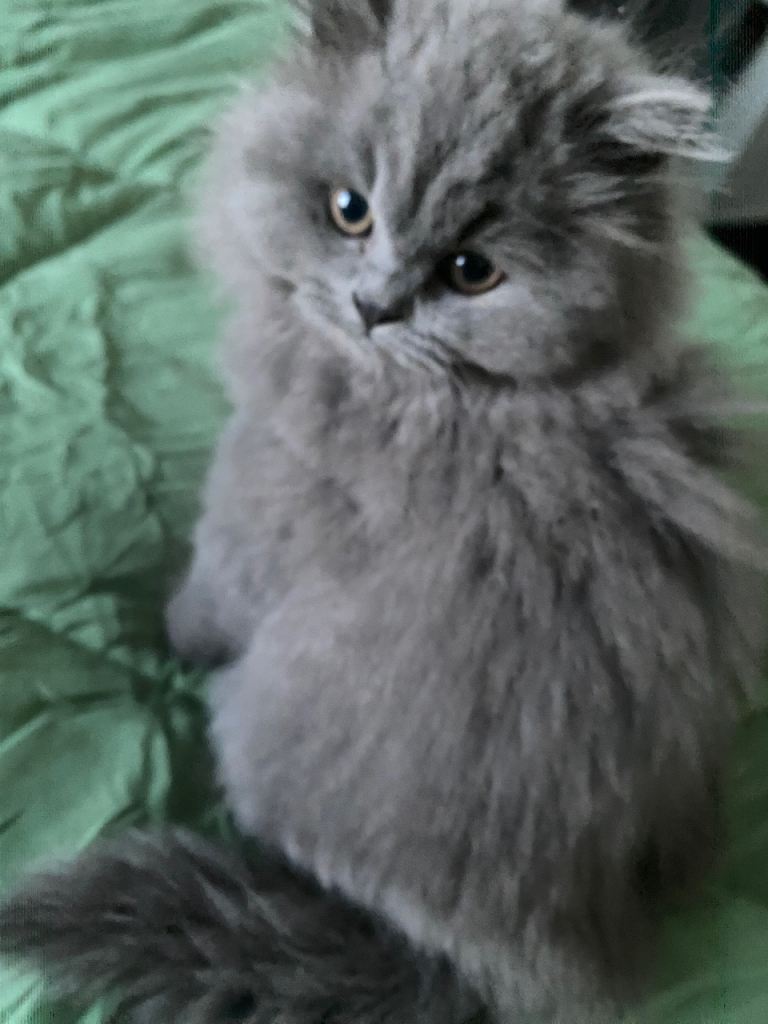 1 British longhair blue kitten left GCCF reg