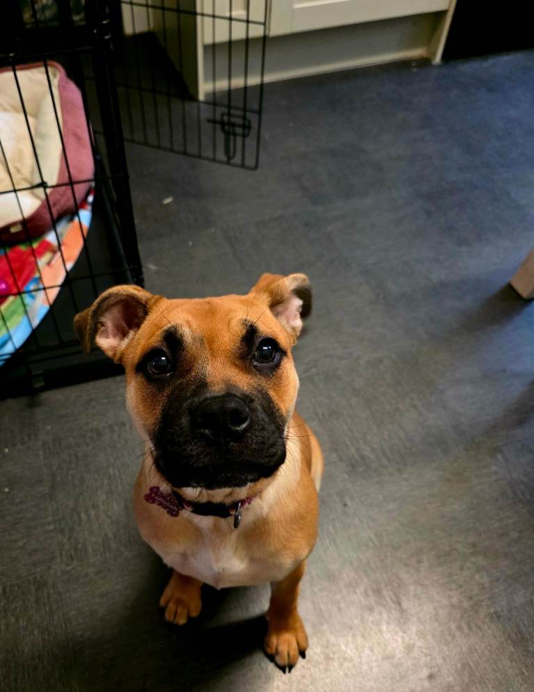 11 month old female crossbreed