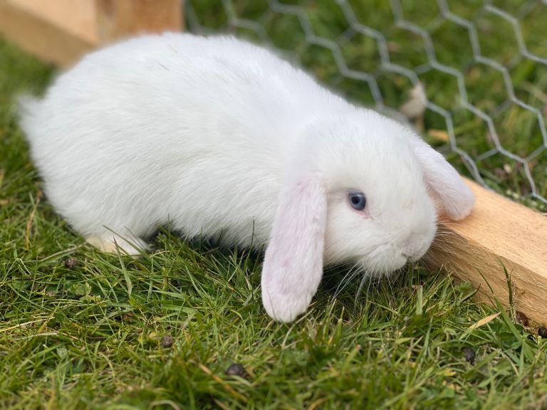 Mini Lop Bunnies for sale