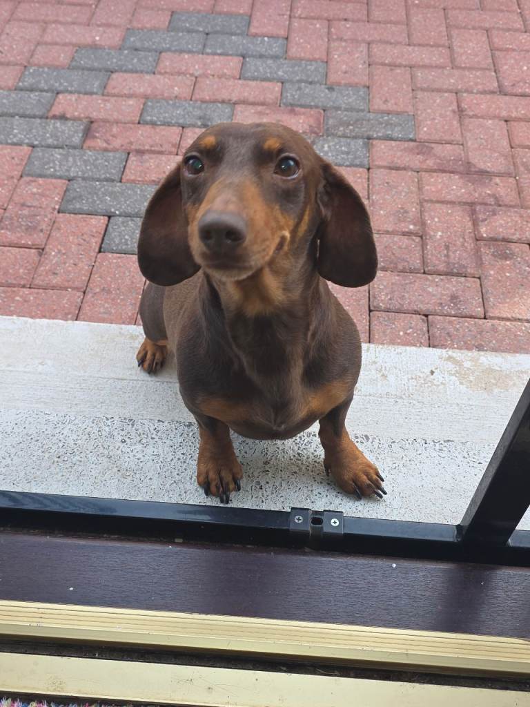 Male Dachshund Age 5