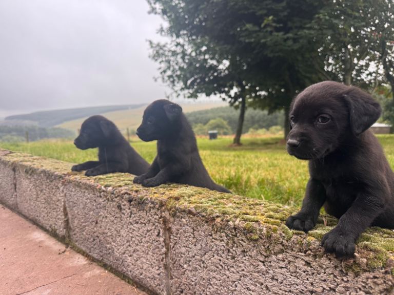 Kennel Club Registered Labradors