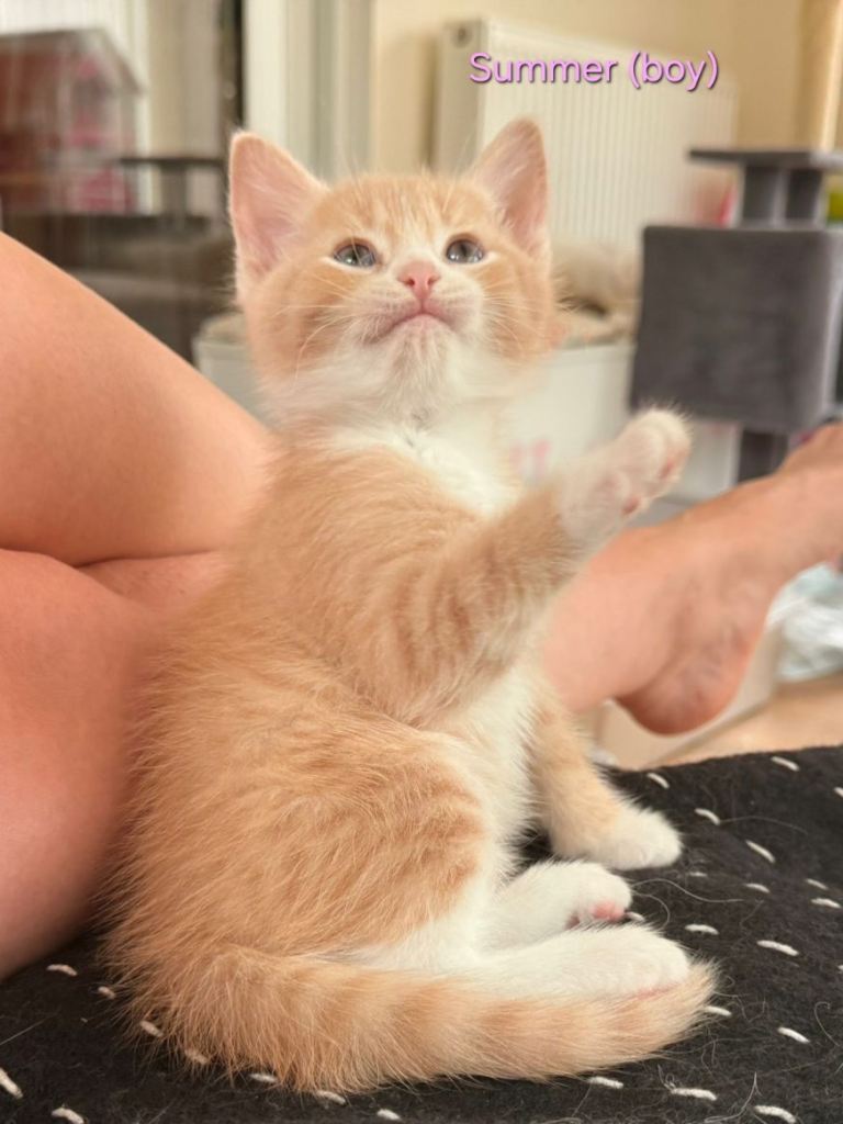 🐾💕 GORGEOUS FLUFFY KITTENS LOOKING FOR THEIR FOREVER HOMES 💕🐾