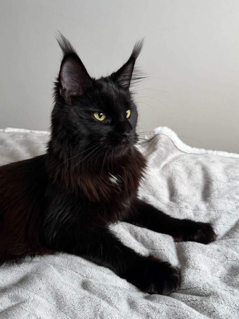 Maine coon x ragdoll boys 