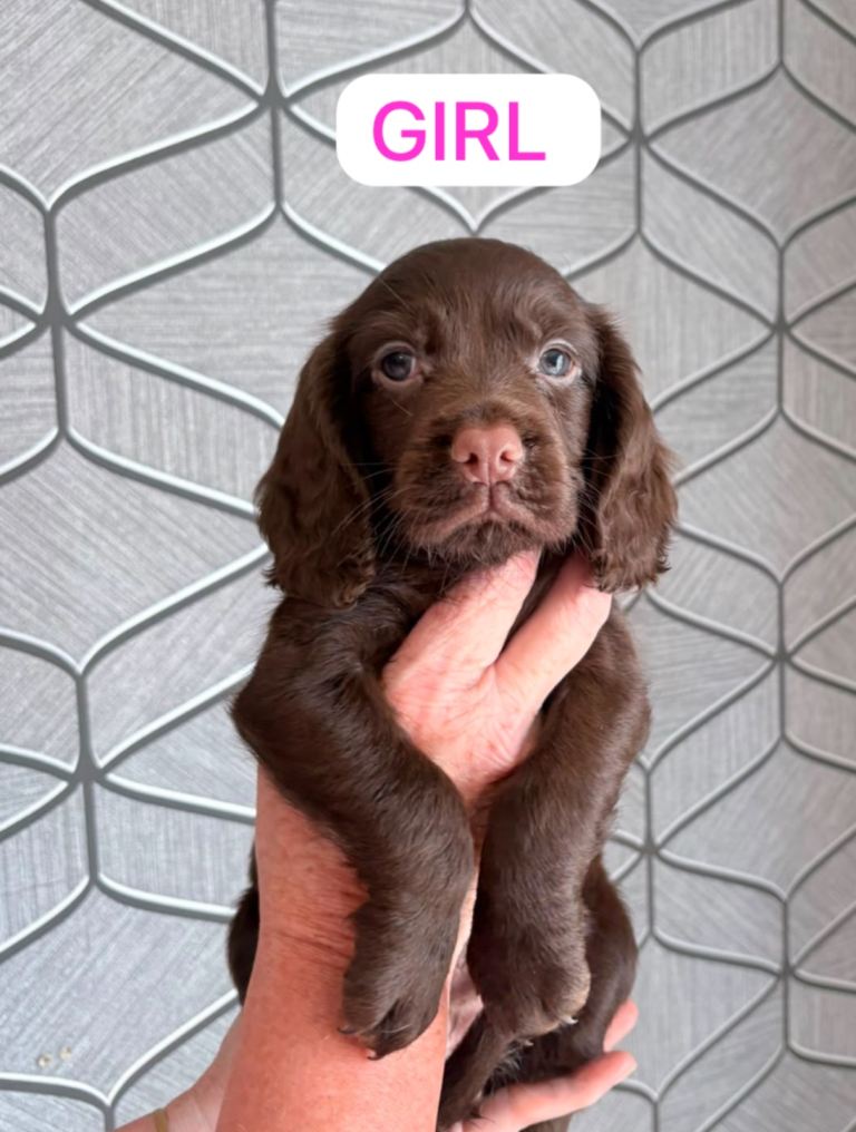 Cocker spaniel puppy 