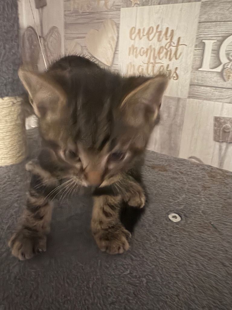 image for 3 Kittens for sale 