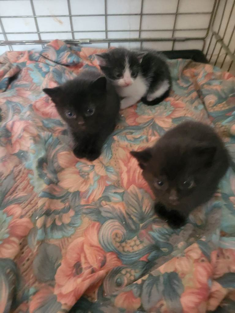 Kittens 