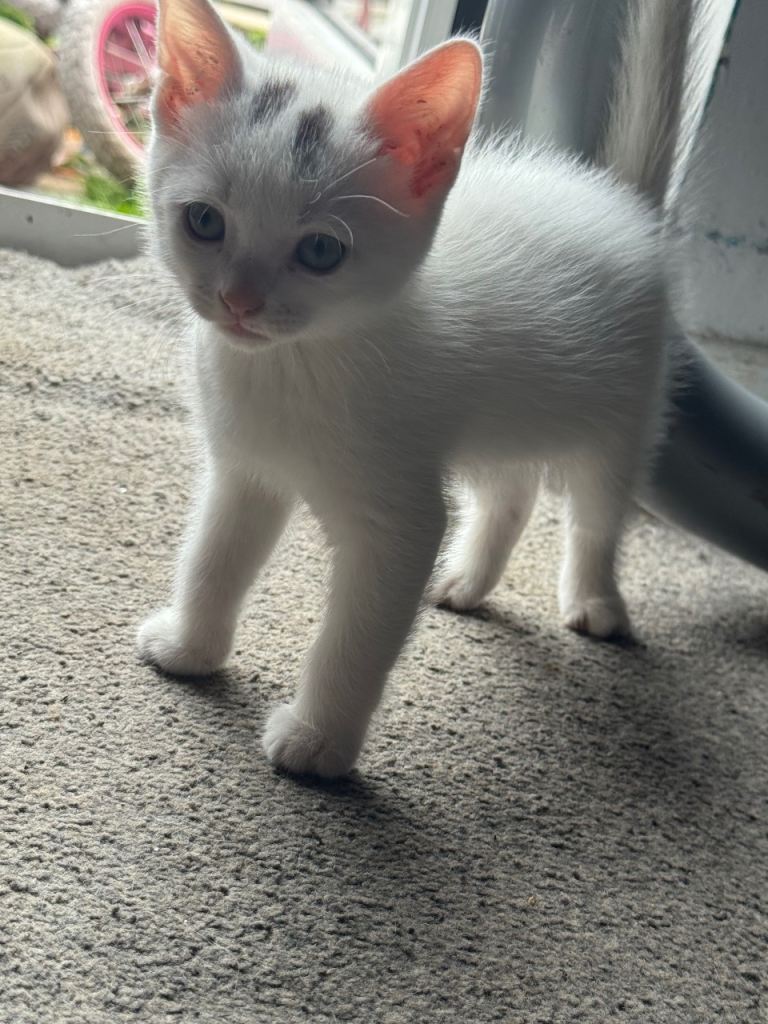  **1 male kitten for Sale** 🐾