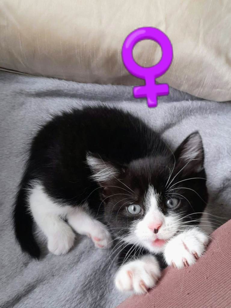 6 Kittens ready for a new home