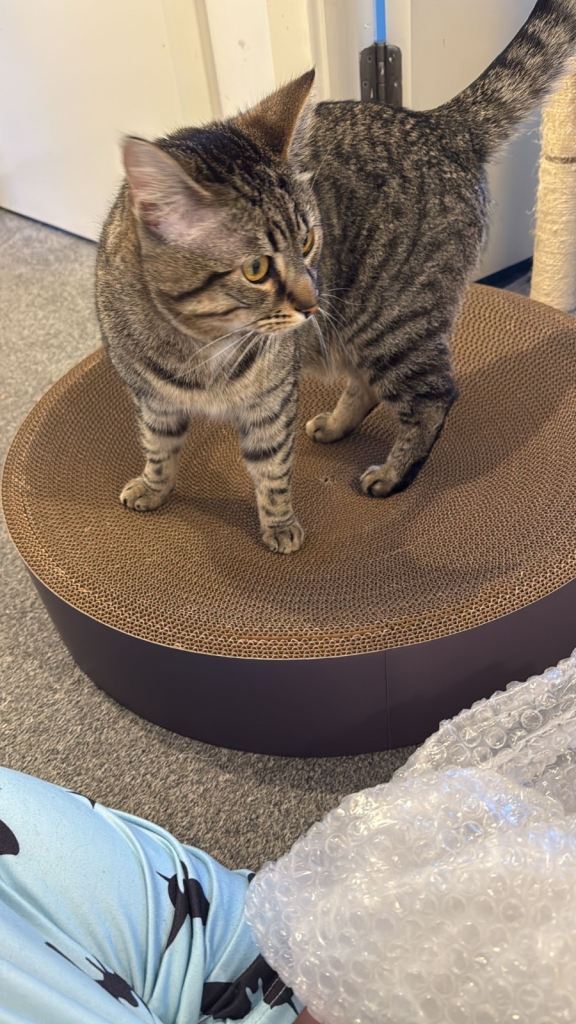 Gimli, indoor solo cat 