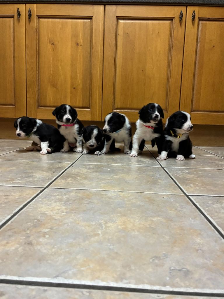 Border collies Puppies from Tyngraig Jock