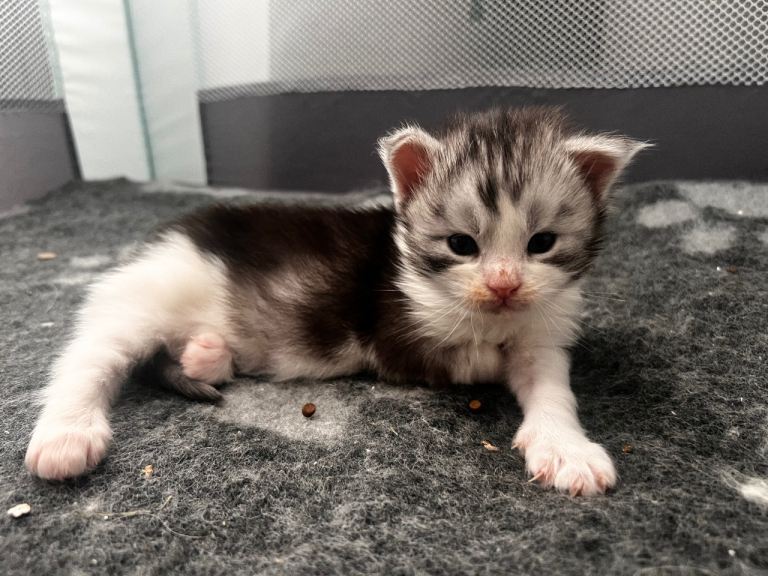 Chunky Maine Coon seeking 5 star home 