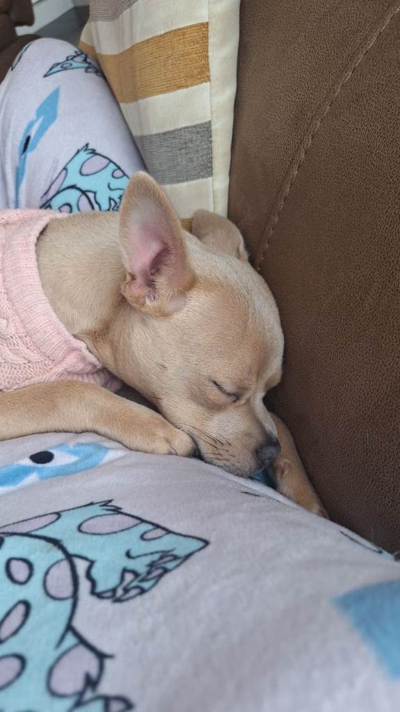 Frenchie/chihahua cross