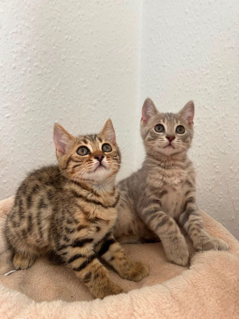 Bengal kittens for sale 