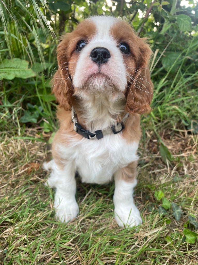 Beautiful KC Registered Cavalier King Charles Pups **3 boys remain**