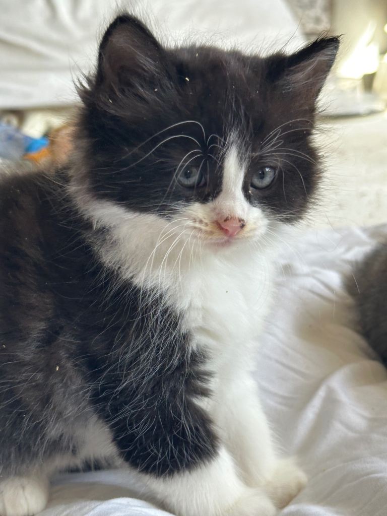 Kittens 