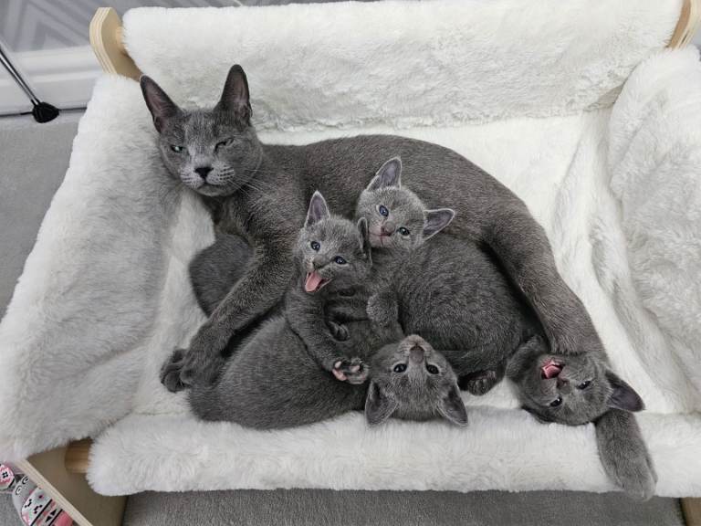 GCCF Registered Russian Blue Kittens