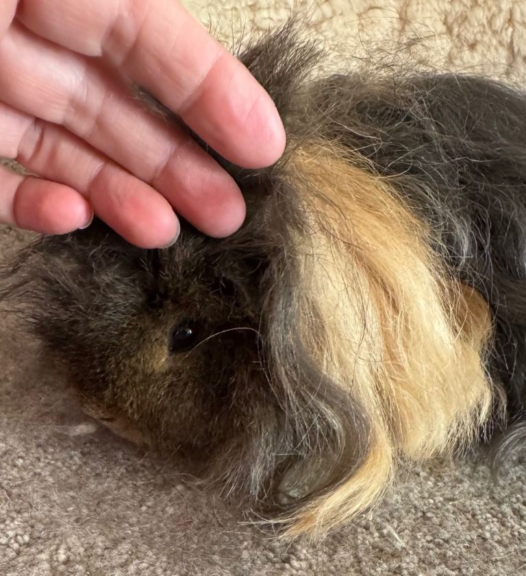 Swiss white Californian boar /Alpaca guinea pig 