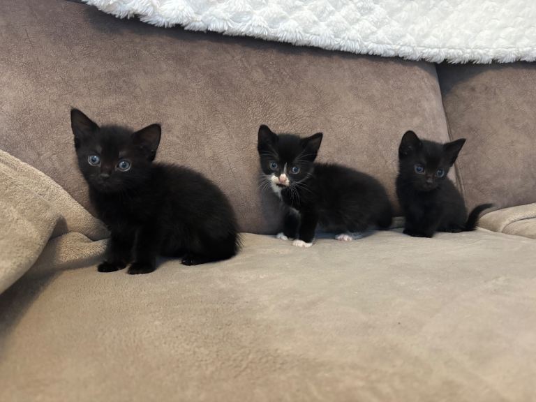 Kittens for sale 