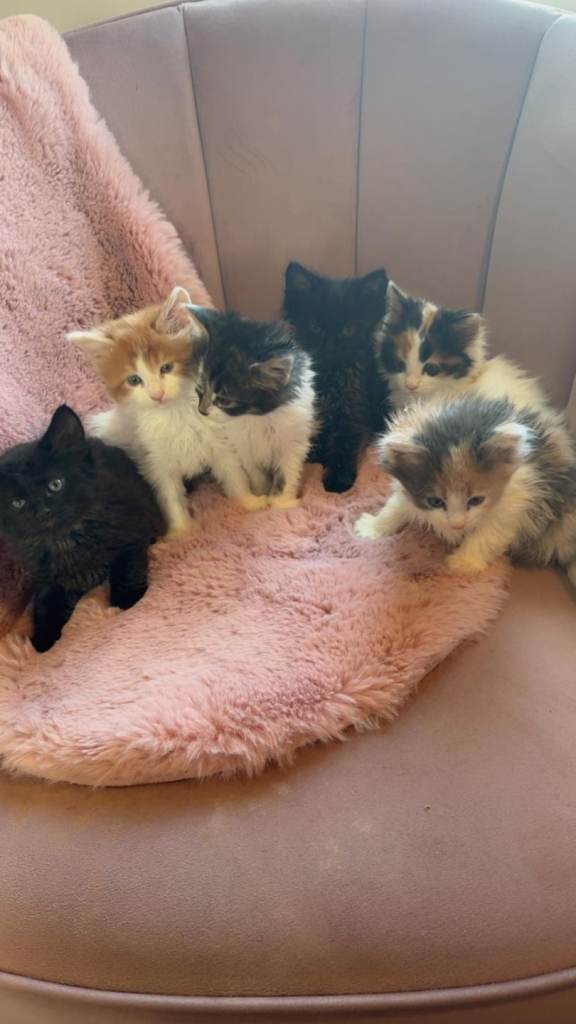 Kittens for sale mainecoon cross persian