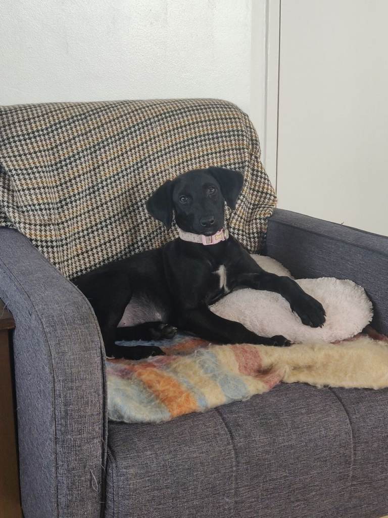 Gorgeous lab/Greyhound needs loving home