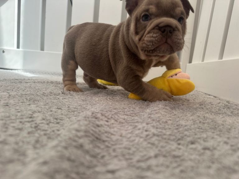 Rainbow litter English bulldog puppies 