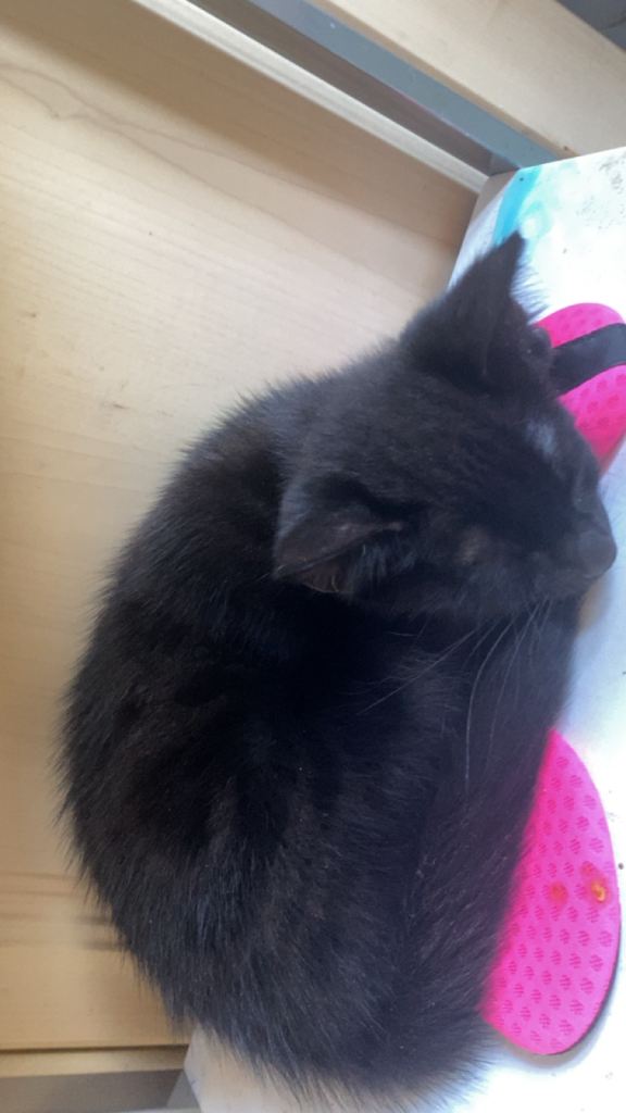 Black and brown tabby
