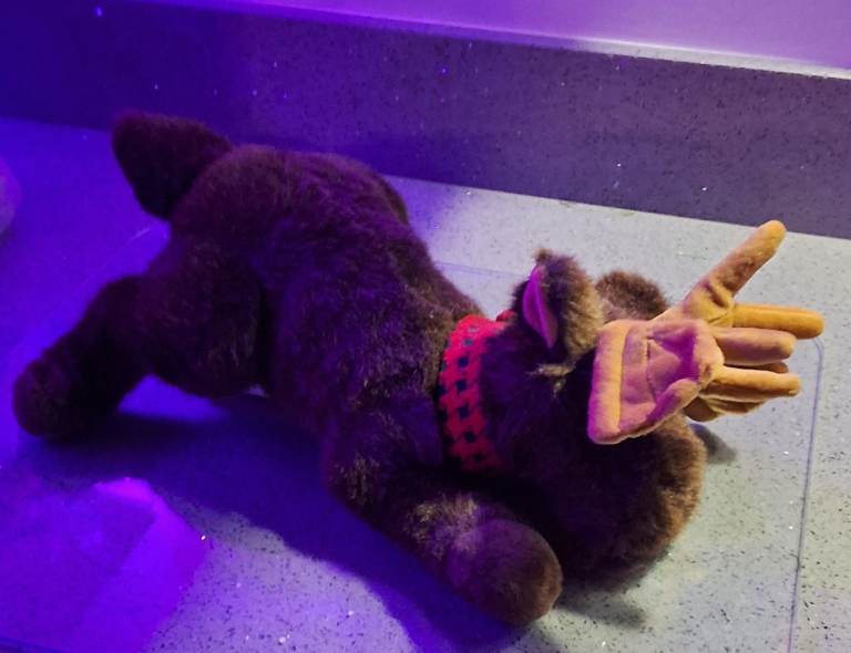 Musical taking moose, 