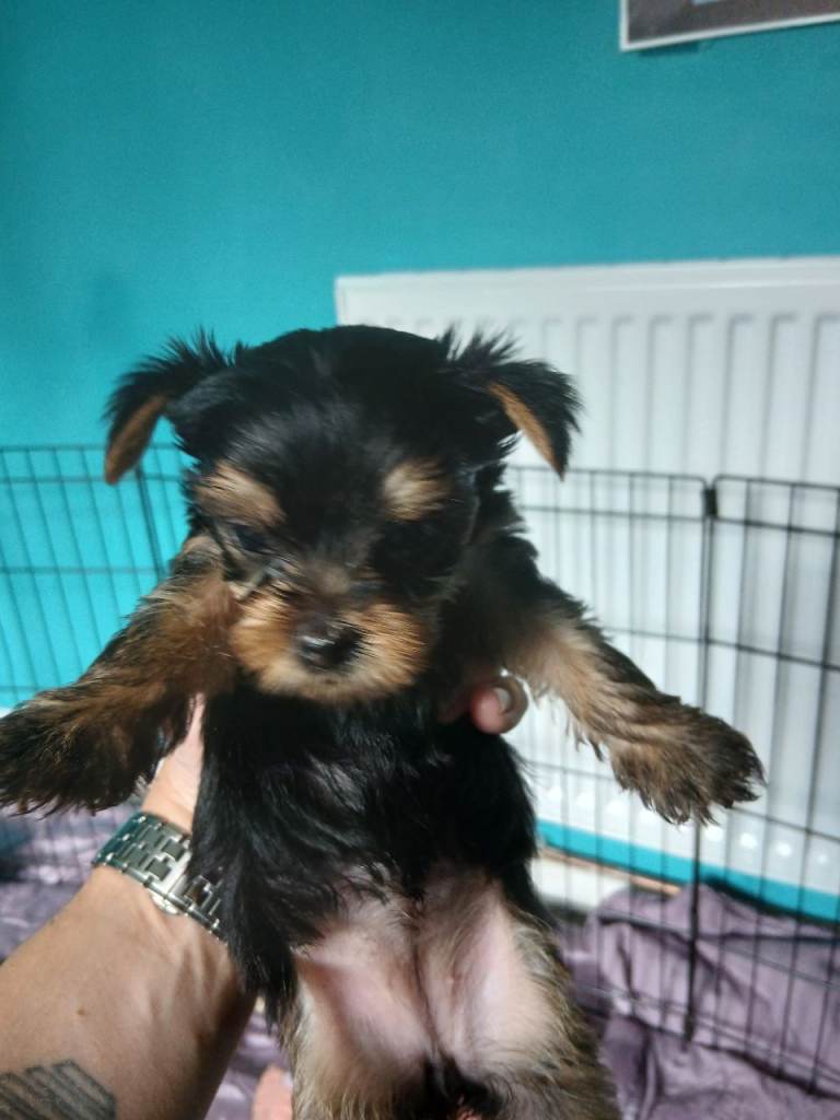 Adorable minature female yorkie pup