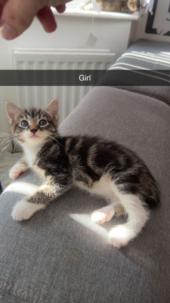 6 kittens for sale