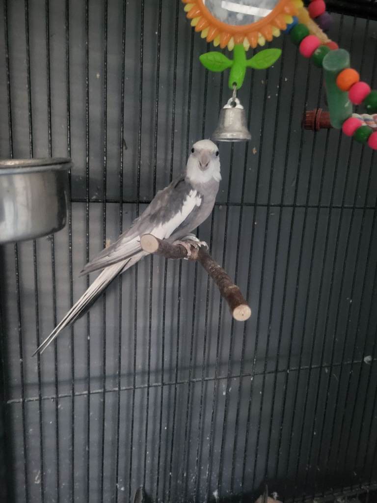 Cockatiel