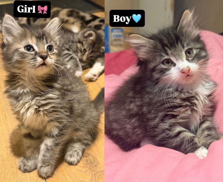 FLUFFY KITTENS READY FOR FOREVER HOMES🥰