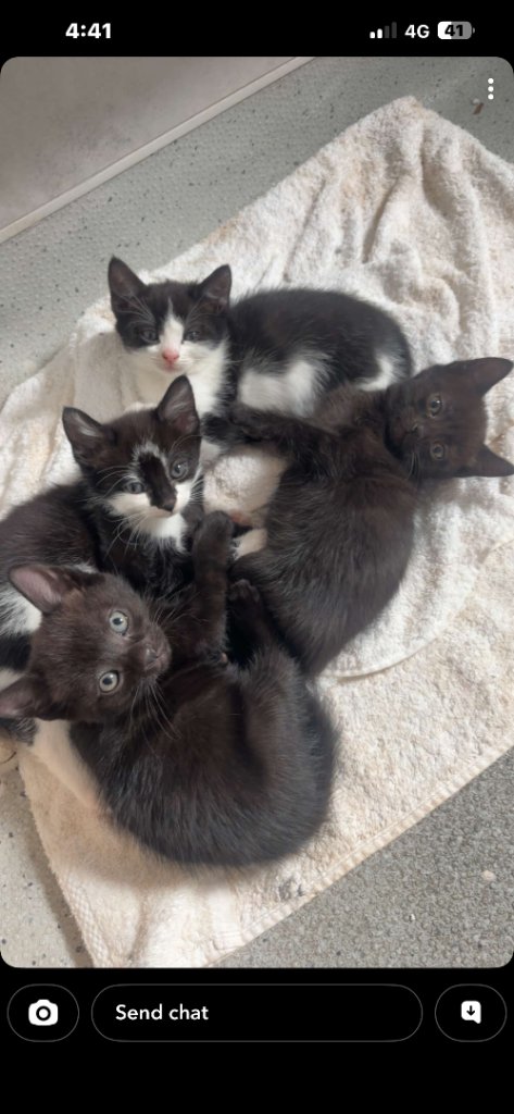 Kittens looking for forever loving homes 🏠 