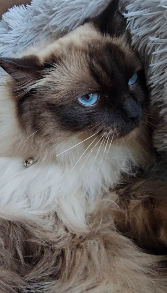 Ragdoll male - Rehome