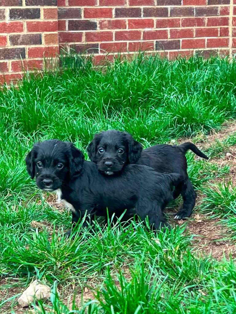 Beautiful cocker spaniel puppy’s 🤩