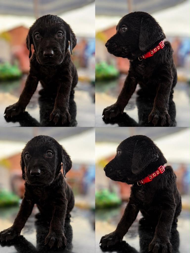 JUST 1 PUP LEFT ! Labrador Puppies 🐾