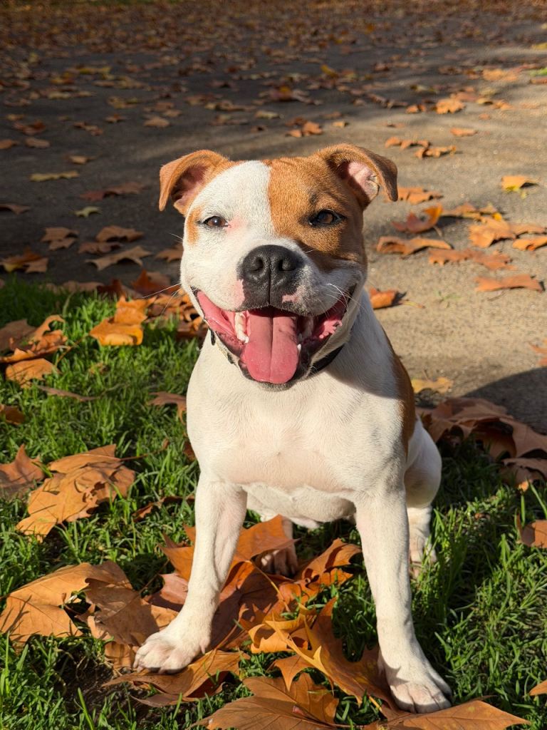 1 year old Female Staffordshire Bull Terrier 